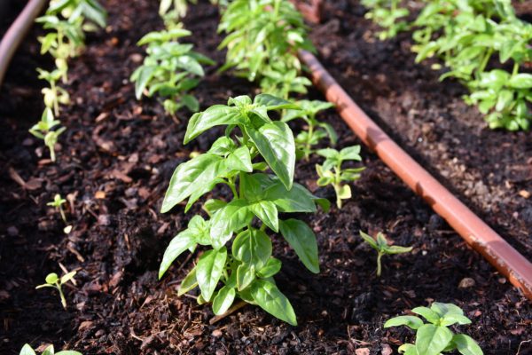 Tangente gestiona la oficina técnica de Barrios Productores 2 Copia de DSC 3023